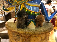 -more than meow吴止猫主题餐厅(承德 中船汇店)