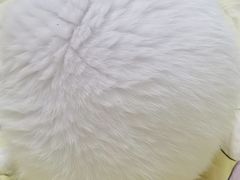 -PETKIT小佩宠物·低压洗护(国顺东路店)
