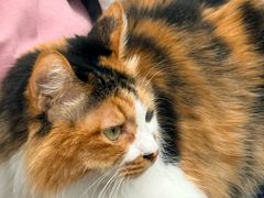 -玫瑰咖啡(中山六路店)