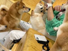 -柴源莊·柴小宠柴犬咖啡
