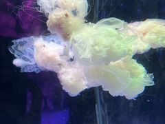 -左海海底世界