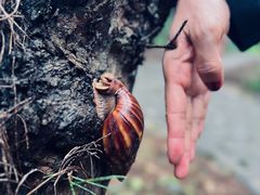 -北海金海湾红树林生态旅游区