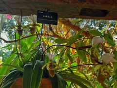 -中国科学院西双版纳热带植物园