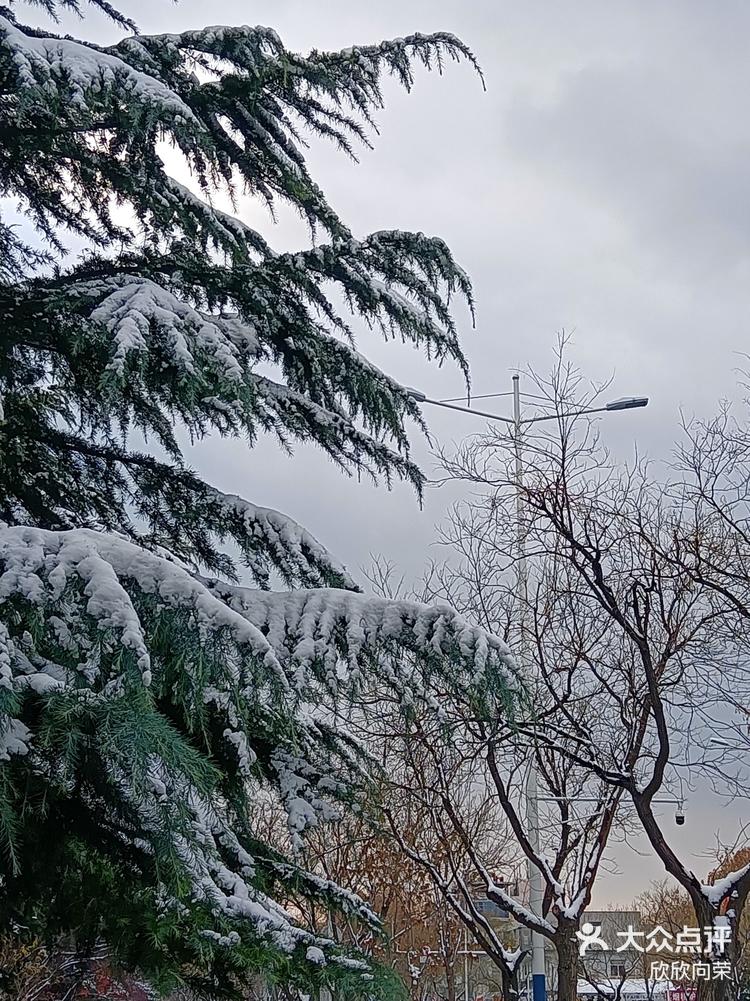 泰安雪景图片