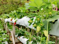 -金马仑薰衣草花园(Cameron Lavender)