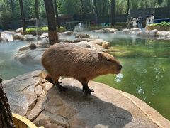 -北京野生动物园