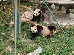 -卧龙中华大熊猫苑神树坪基地