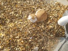 山大神猫-山东大学(兴隆山校区)