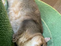 -MOCHA明星猫咖(田子坊店)