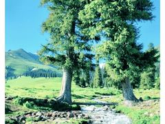 -天山神秘大峡谷