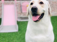 -汪说喵讲宠物乐园宠物酒店(红星美凯龙店)