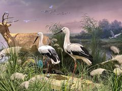 -湖南省地质博物馆