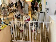-Husky Go! 哈士奇体验馆·宠物咖啡厅狗咖