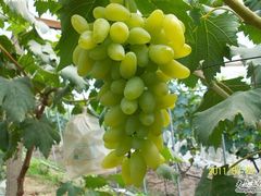 -马陆小张葡萄园农家乐