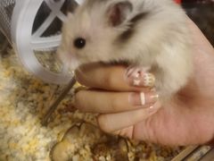 -钓仓鼠(洋桥北里小区店)