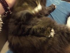 -Anne猫窝咖啡屋