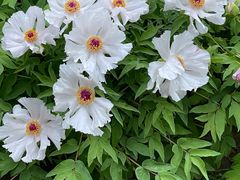 -石家庄市植物园