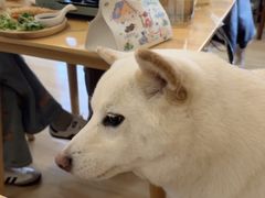 -柴の食堂·日式家庭料理·熊之肆(大学路店)