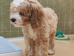 -帕帕拉兹宠物(亚洲旗舰店)