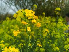 -武汉紫薇都市田园