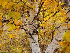 -乌兰布统景区-白桦林