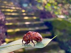 -广州市石门国家森林公园