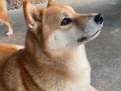 -柴犬高等学院·狗咖·柴犬售卖·宠物训练