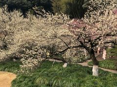 -杭州植物园