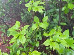 -庐山风景区花径公园