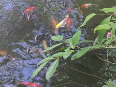 -呀诺达热带雨林