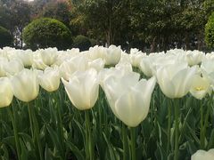 -上海鲜花港