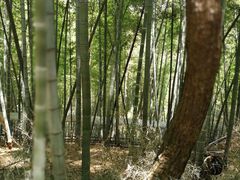 -宁波浙东大竹海景区
