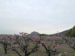 -桃花岛景观公园