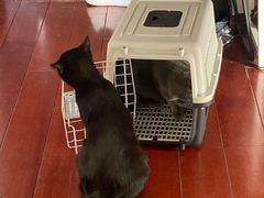 -瑞派·关忠动物医院·猫专科·犬专科(三环新城店)