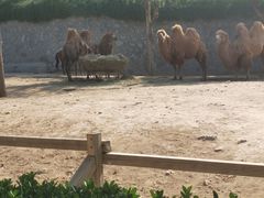 -石家庄市动物园