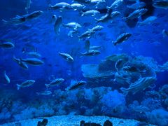 -海合安成都极地海洋公园