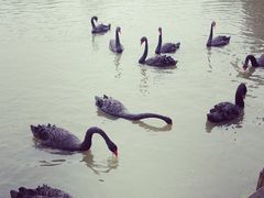 景点-溱湖国家湿地公园