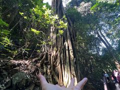 -西双版纳原始森林公园