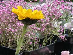 -何兮花店·气球派对鲜花店(马桥银春路万科城店)