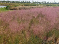 -春花秋色城市公园