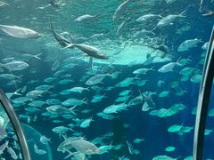 -上海海洋水族馆