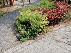 -田园东方蜜桃村的田野营地