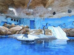 -海合安青岛极地海洋公园