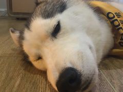 -Husky Go! 哈士奇体验馆·宠物咖啡厅狗咖