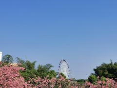 -百万葵园