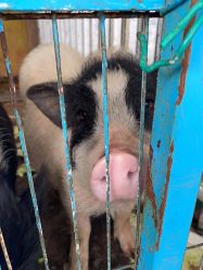 -小蜜蜂农场(凯德七宝购物广场店)