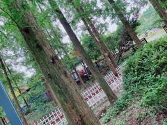 -东平国家森林公园