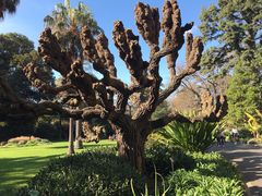 -墨尔本皇家植物园