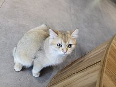 -飞行喵MR PILOT|猫舍·猫咖(静安大融城店)