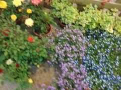 android_upload_pic-双季花艺园艺市场(浦东店)